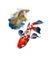 Poissons