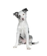 Chien