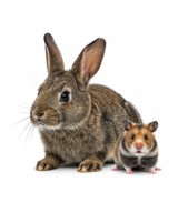 Rongeurs & Lapins