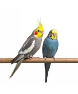 Oiseaux